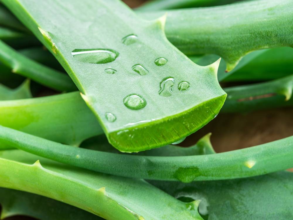 How Much to You Know About These 6 Amazing Benefits of Aloe Vera 