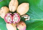 Interesting Facts About Jamaican Almond