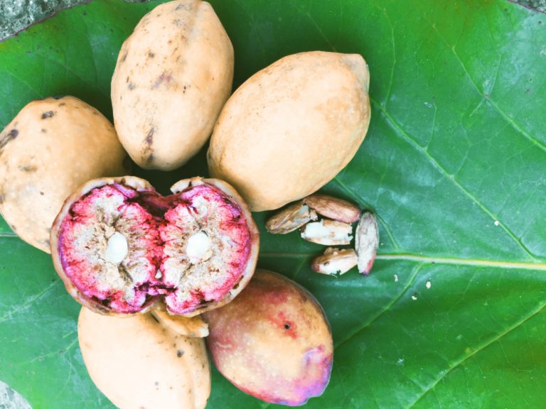 Interesting Facts About Jamaican Almond