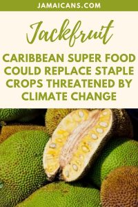 Jackfruit - Caribbean Super Food Could Replace Staple Crops Threatened by Climate Change