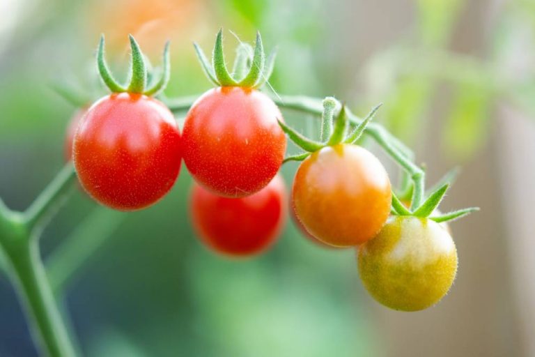 Jamaica Backyard Farming Movement Featured in Forbes Magazine