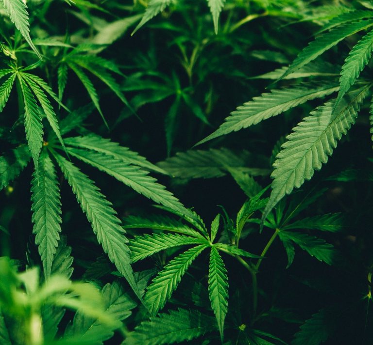 Jamaica Experiencing Shortage of Marijuana