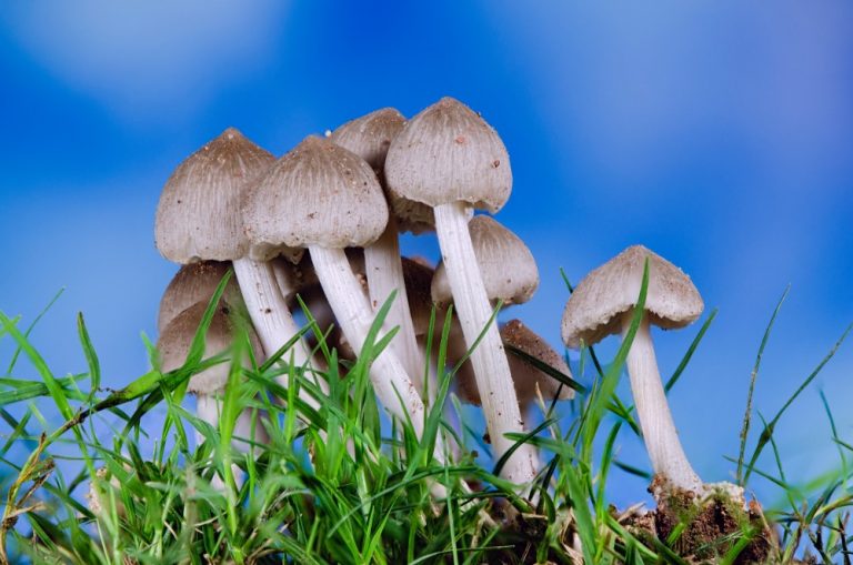 Jamaica Launches The World Magic Mushroom Center