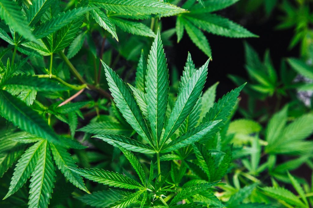 Jamaica Opens First Legal Marijuana Retail Operation