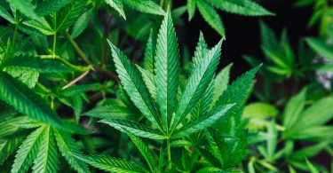 Jamaica Opens First Legal Marijuana Retail Operation