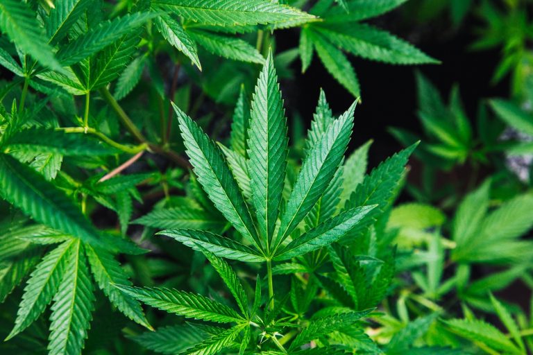 Jamaica Opens First Legal Marijuana Retail Operation