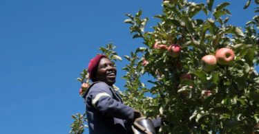 Jamaican Apple Pickers Featured in New York Times
