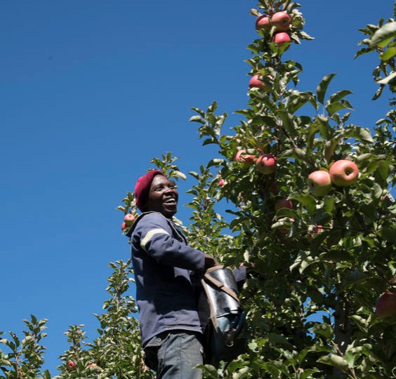 Jamaican Apple Pickers Featured in New York Times