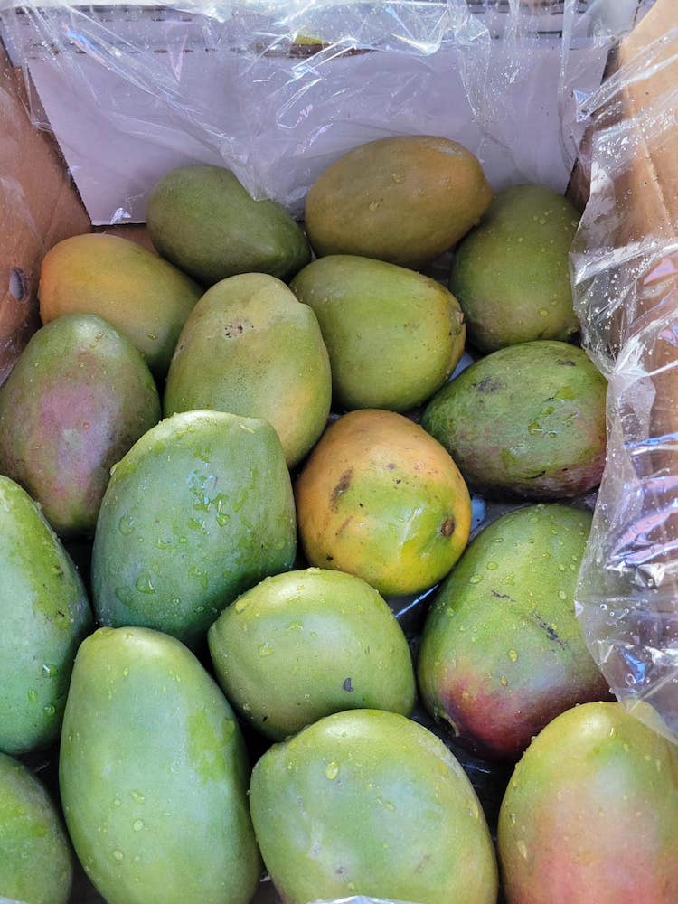 Jamaican East Indian & Julie Mangoes Now Available in South Florida