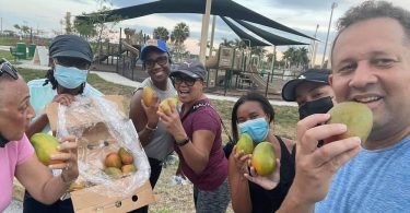 Jamaican East Indian and Julie Mangoes Now Available in South Florida