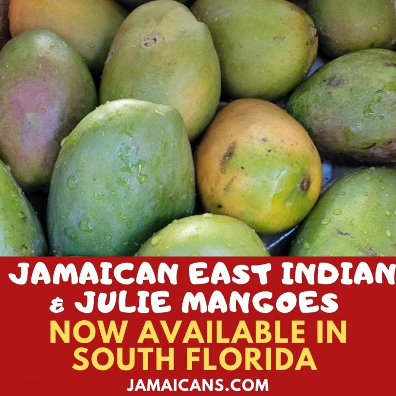 Jamaican East Indian & Julie Mangoes Now Available in South Florida