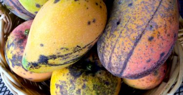 Jamaican East Indian and Julie Mangoes shipped to New York Northeast USA Cities