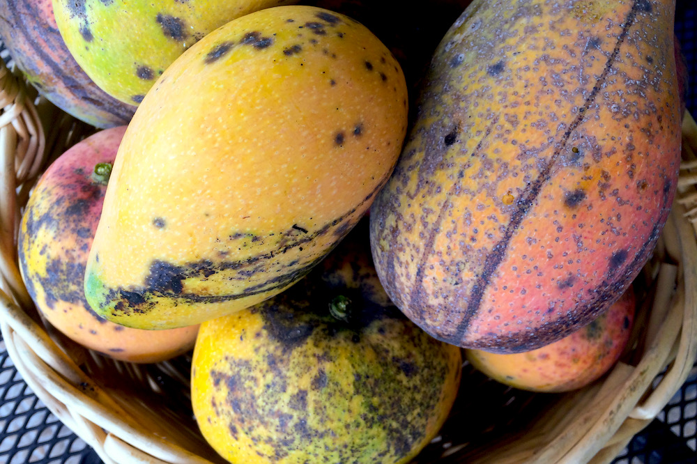 Jamaican East Indian and Julie Mangoes Headed for New York & Northeast ...