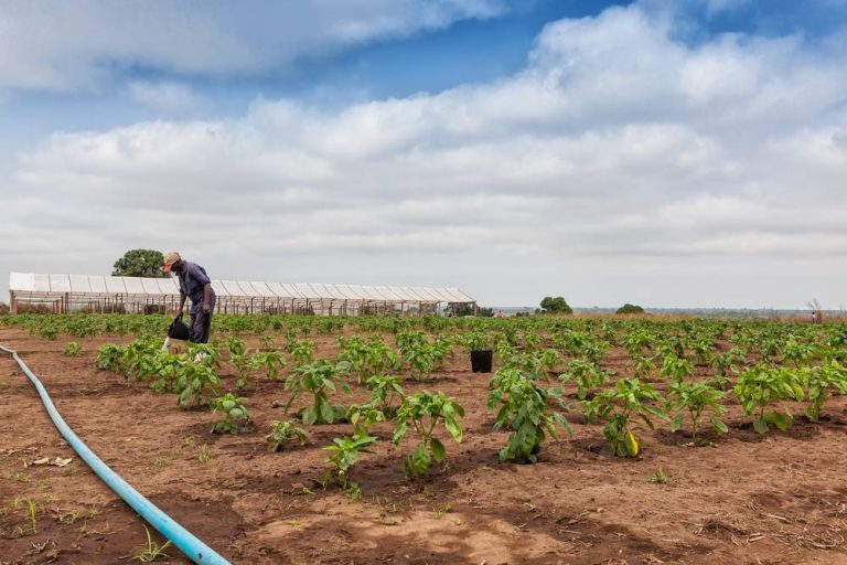 Jamaican Government Moves to Facilitate Overseas Employment for Farm Workers