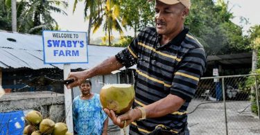 Jamaican Michael Swaby Named Worlds Best Innovative Coconut Farmer