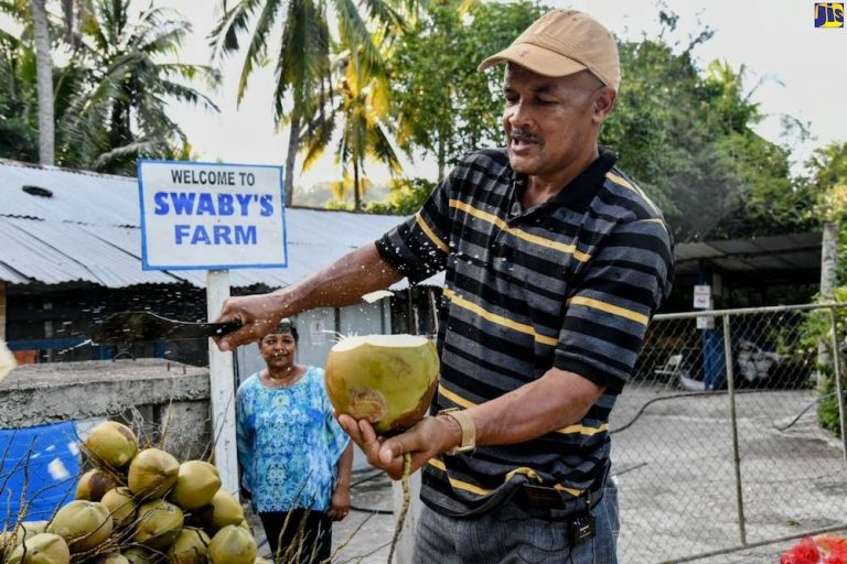 Jamaican Michael Swaby Named Worlds Best Innovative Coconut Farmer