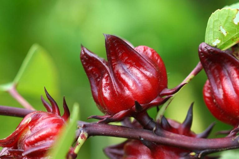 Jamaican Sorrel