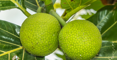 Jamaican Student Uses Breadfruit to Create Possible Cure for Acne