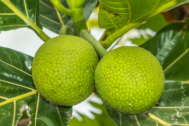 Jamaican Student Uses Breadfruit to Create Possible Cure for Acne