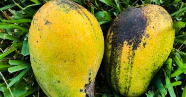 Julie East Indian Jamaican Mangoes to be Exported to the United States Mango