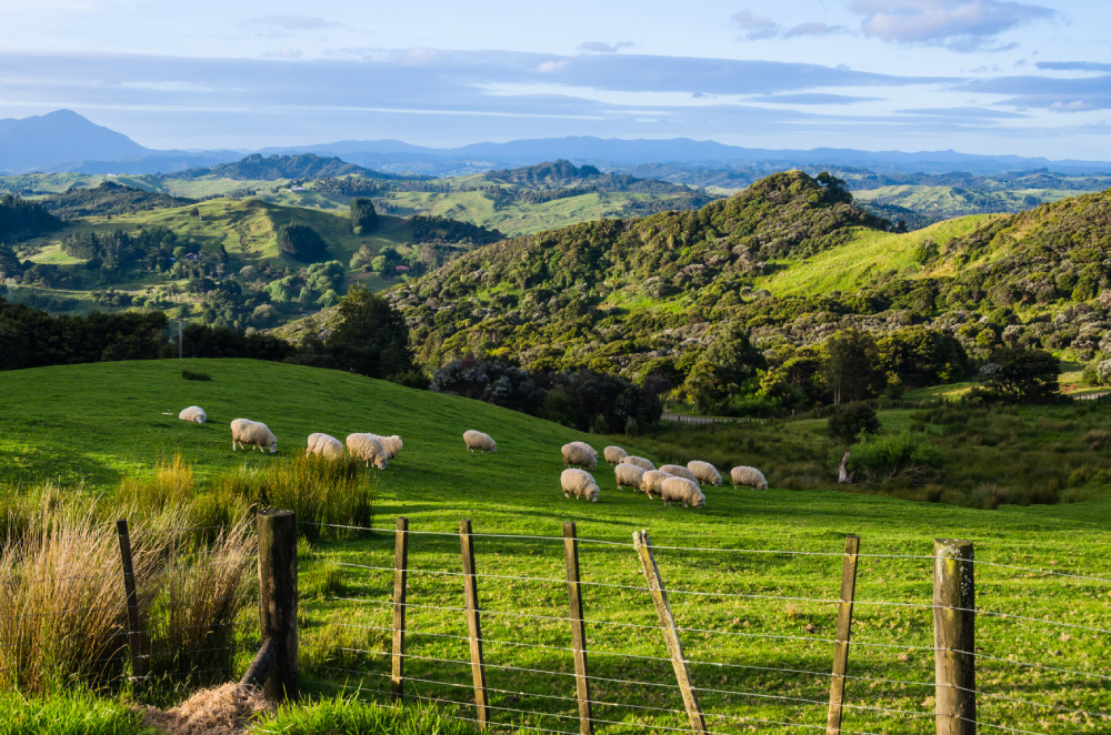 What is it like being a Jamaican in New Zealand?