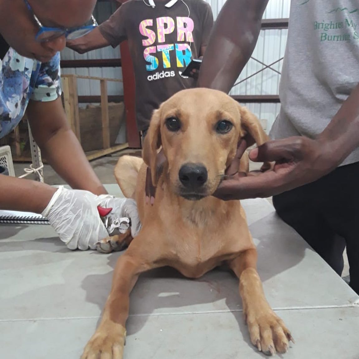 Over 100 Jamaican Dogs Flown to Canada for Adoption
