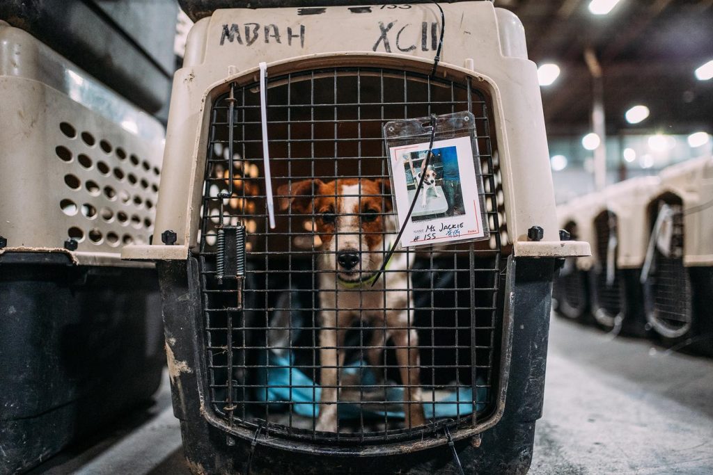 Over 100 Jamaican Dogs Flown to Canada for Adoption 3