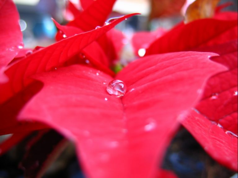 Poinsettia Christmas Carol Song