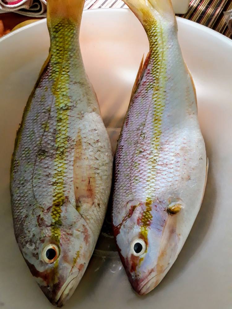 Snapper for Jamaican Coconut Curry Fish Recipe