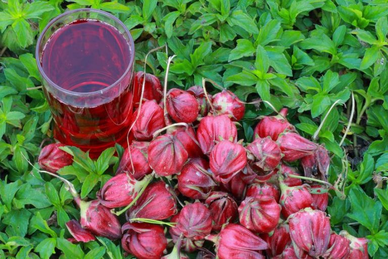 Sorrel Featured in NPR History of Red Drinks in the Black American Community