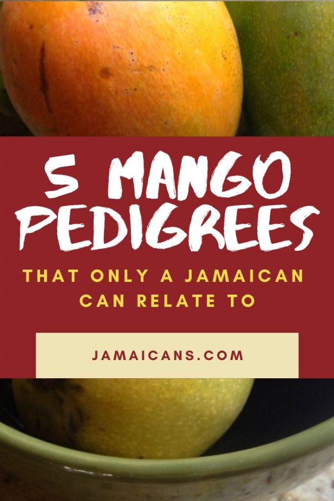 The 5 Mango Pedigrees That Only a Jamaican Can Relate To !!! Do You