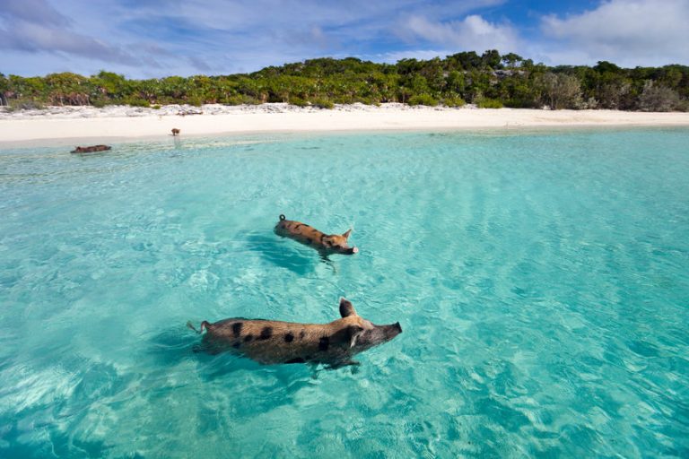 The Best Things to Do and See in the Bahamas