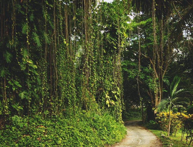 The Environment in the Pandemic - How can the Jamaican Diaspora help