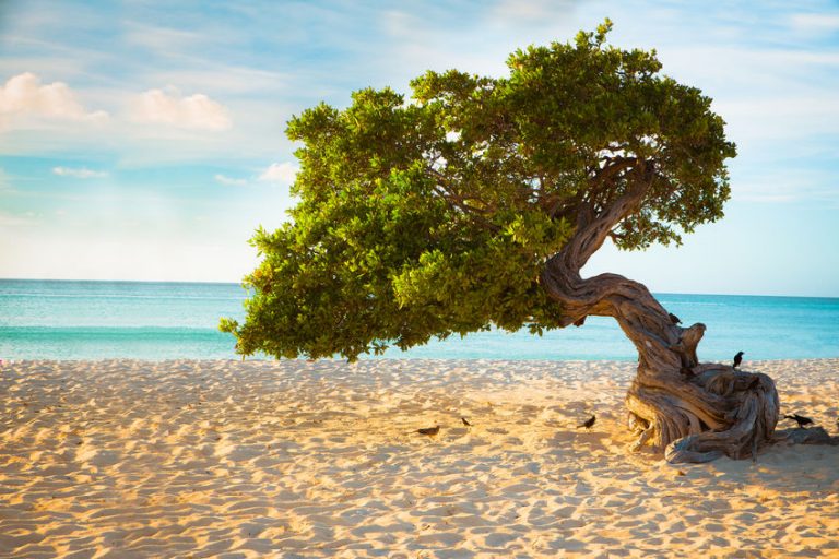 6 Things to See in Aruba