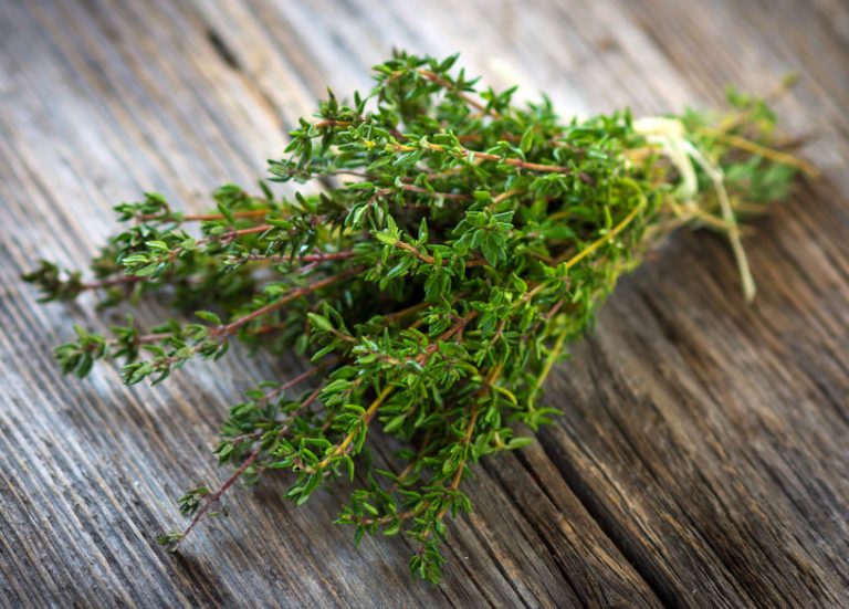 Thyme