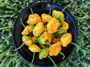 Tips on Cooking with Scotch Bonnet Pepper