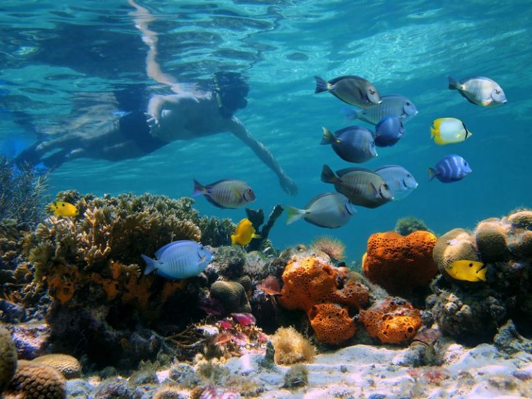 Two Jamaican Locations Named in USA Today Best Snorkeling Spots in the