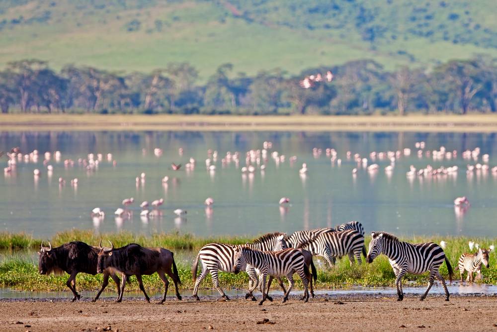 Whats It Like Being a Jamaican Living in Tanzania - Zebras and Flamingo