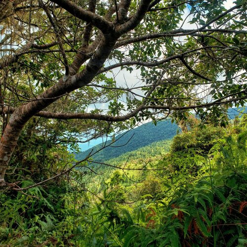 Why-You-Should-Visit-Irish-Town-in-Jamaicas-Scenic-Blue-Mountains-JAMAICANSDOTCOM2