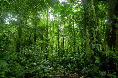 Guyana amazon